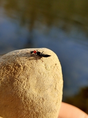 Paederidus ruficollis