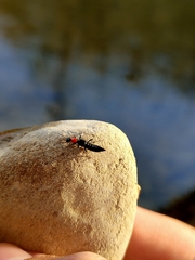 Paederidus ruficollis