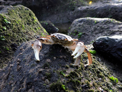 Cyrtograpsus angulatus