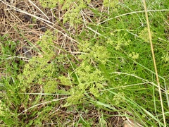 Harbouria trachypleura