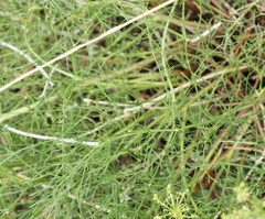 Harbouria trachypleura