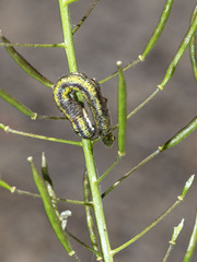 Euchloe eversi