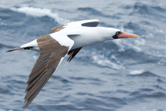 Nazca Booby photo 1