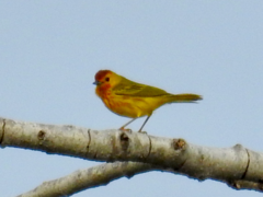 Setophaga petechia petechia