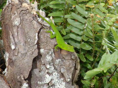 Anolis garmani