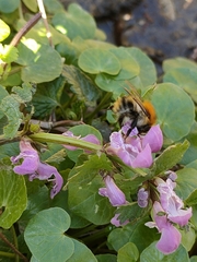 Bombus pascuorum