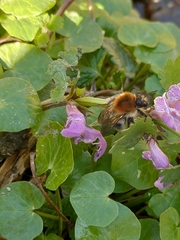 Bombus pascuorum