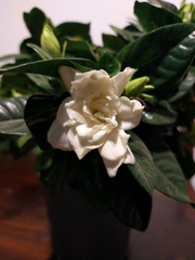 Gardenia jasminoides