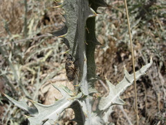 Cicadatra platyptera