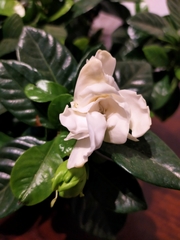 Gardenia jasminoides