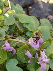 Bombus pascuorum