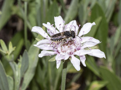 Megachile canariensis