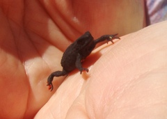 Melanophryniscus nigricans