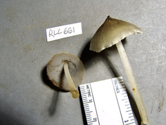 Filoboletus