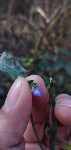 Image of Salvia personata by no rights reserved