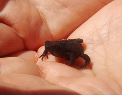 Melanophryniscus nigricans