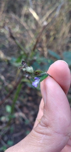 Image of Salvia personata by no rights reserved