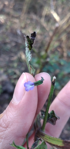 Image of Salvia personata by no rights reserved