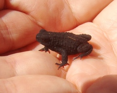 Melanophryniscus nigricans