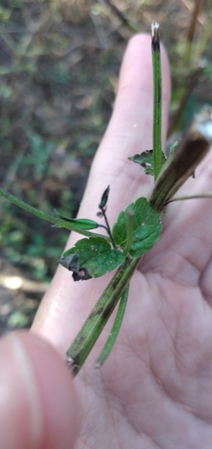 Image of Salvia personata by no rights reserved