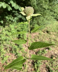 Monarda stipitatoglandulosa