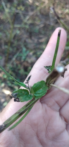 Image of Salvia personata by no rights reserved