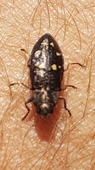 Phaenops drummondi