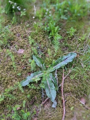 Hypochaeris maculata