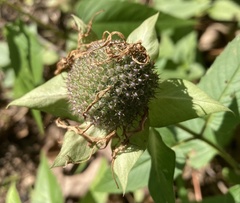 Monarda stipitatoglandulosa