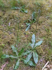 Hypochaeris maculata