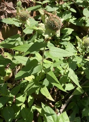 Monarda stipitatoglandulosa