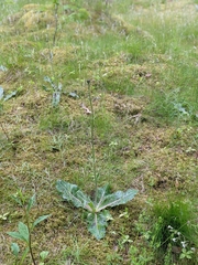 Hypochaeris maculata