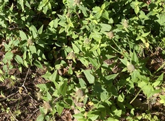 Monarda stipitatoglandulosa