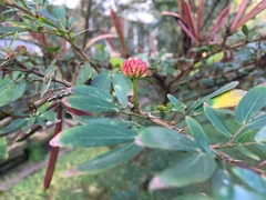 Calliandra angustifolia