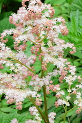 Rodgersia