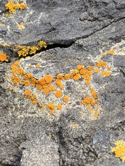 Polycauliona luteominia