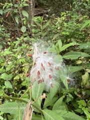 Asclepias curassavica