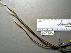 Polyporus guianensis