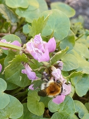 Bombus pascuorum