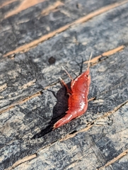 Neocaridina davidi