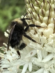Bombus flavidus flavidus