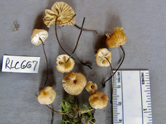 Marasmius