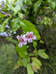 Bignonia callistegioides