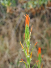 Castilleja minor