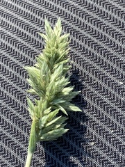 Eragrostis secundiflora