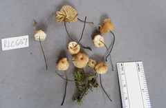 Marasmius