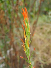 Castilleja minor