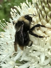 Bombus flavidus flavidus