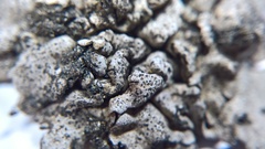 Dermatocarpon intestiniforme