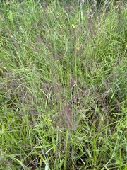 Dichanthelium huachucae